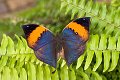 Kallima Paralekta Indian Leafwing vlinder vlinders butterfly butterflies papillon papillons